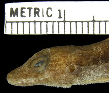 Media type: image; Herpetology R-154316